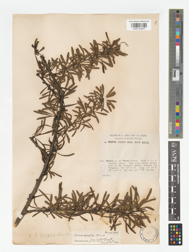 Berberis ninglangensis