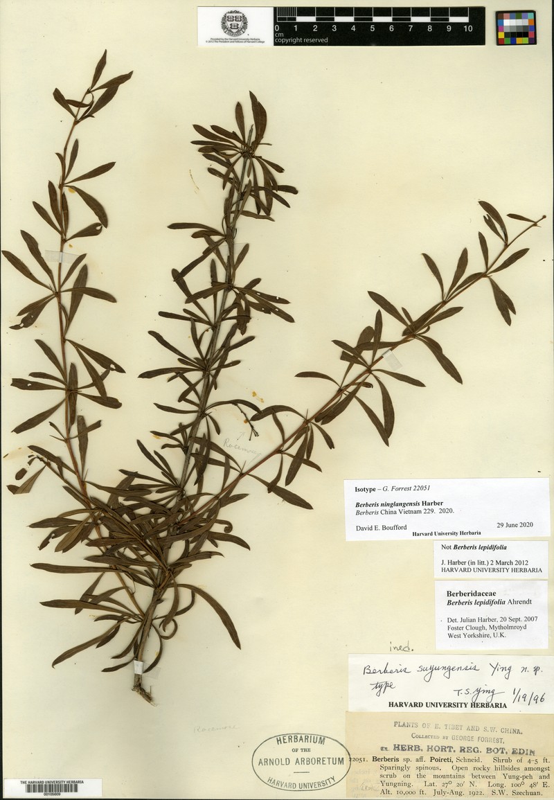 Berberis ninglangensis photo 2