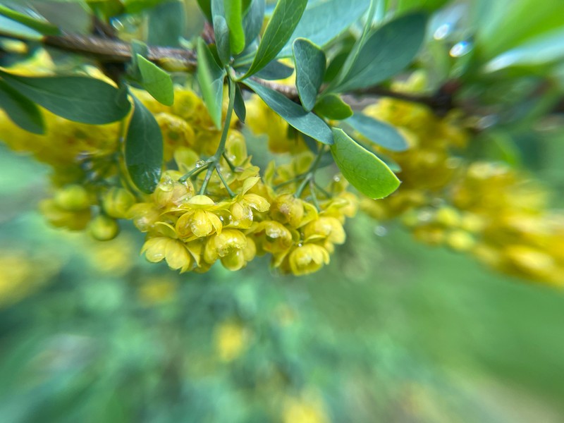 Barberry