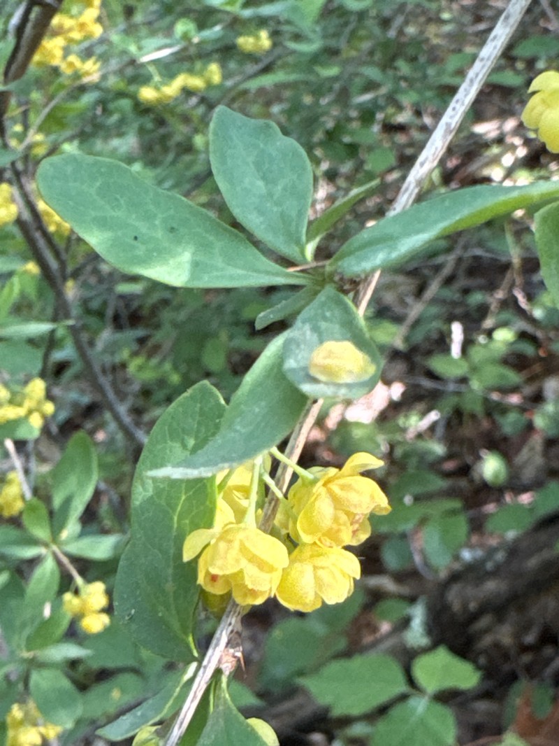 Barberry photo 2