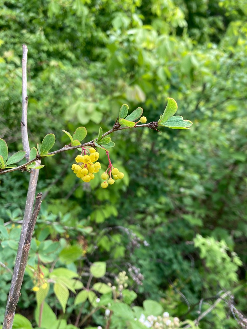 Barberry photo 3