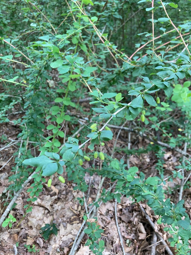 Barberry photo 4