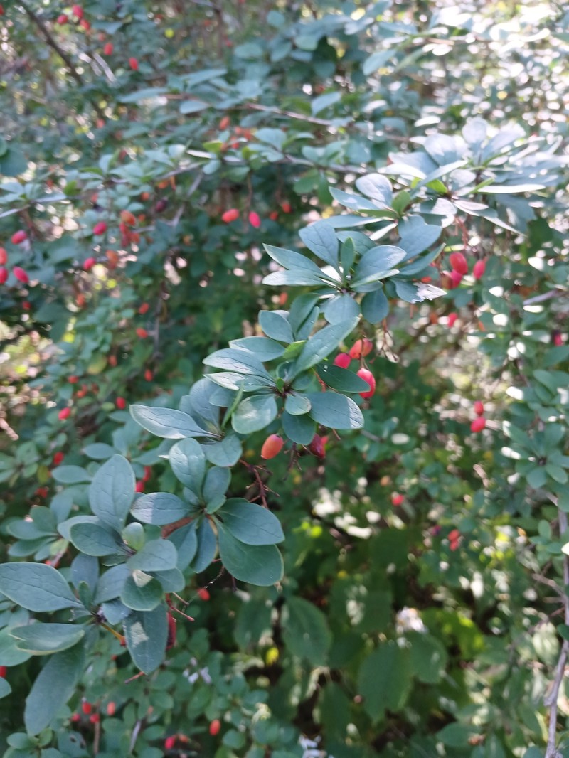 Barberry photo 5
