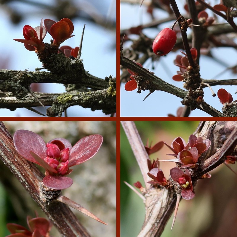 Barberry photo 6