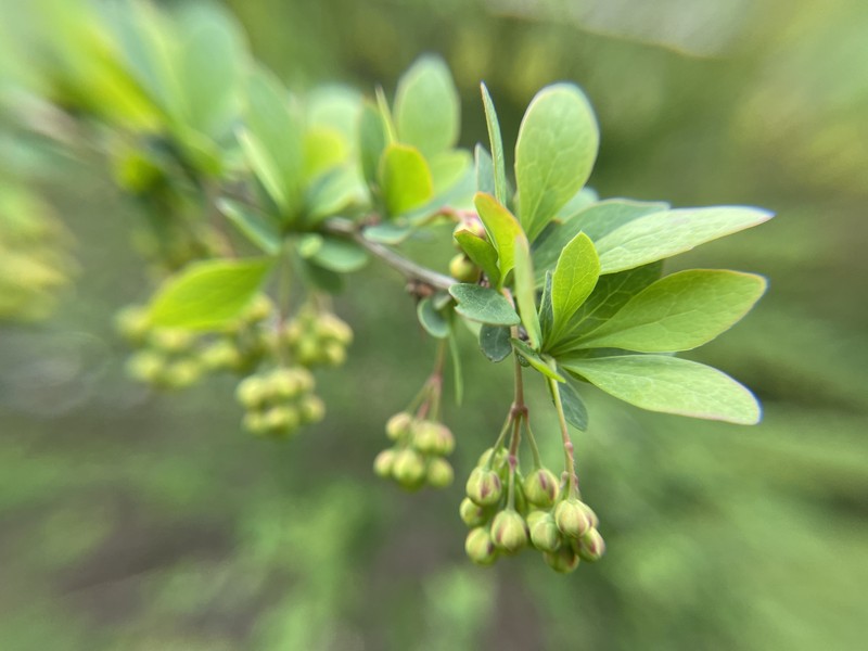Barberry photo 7