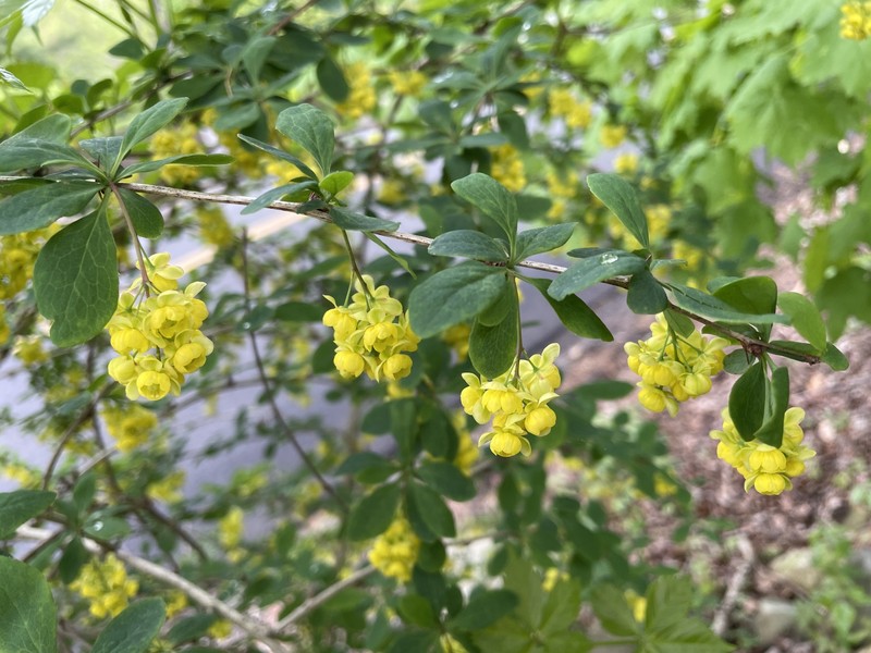 Barberry photo 8