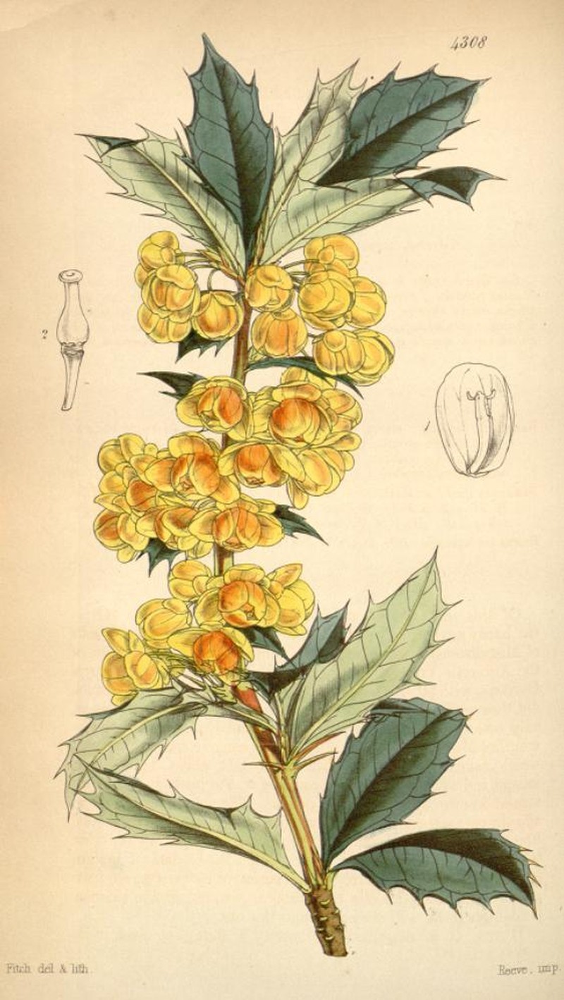 Wavyleaf Barberry