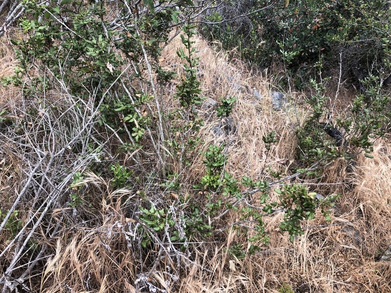 Wavyleaf Barberry photo 2