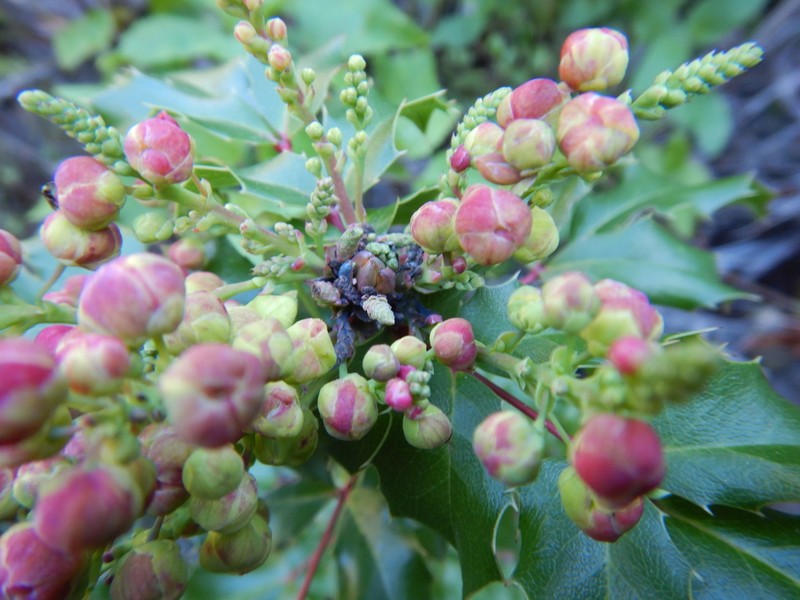 Wavyleaf Barberry photo 3