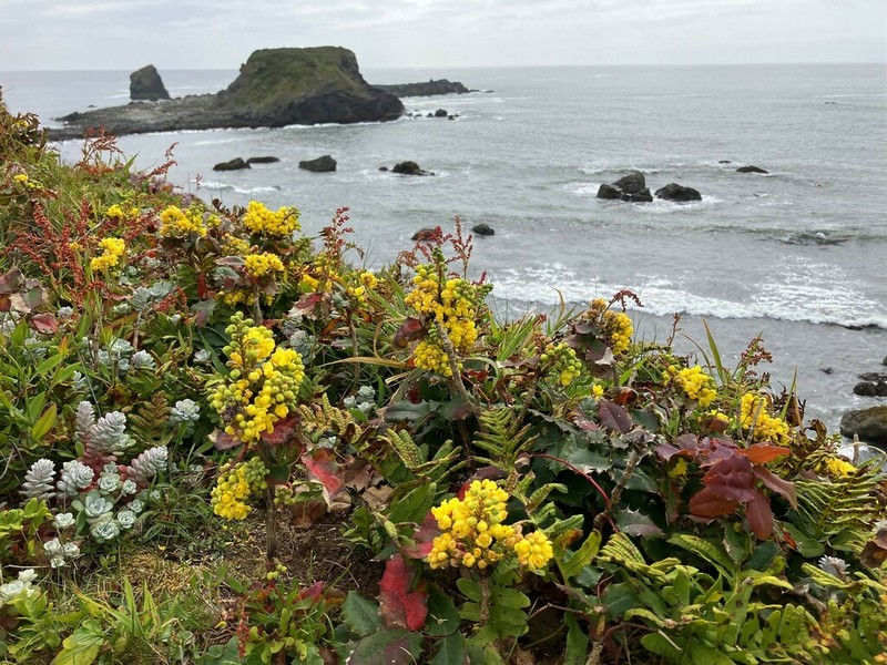 Wavyleaf Barberry photo 4