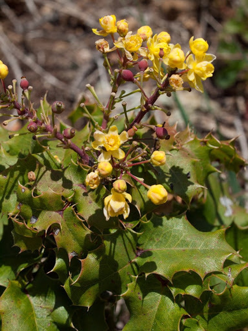 Wavyleaf Barberry photo 5