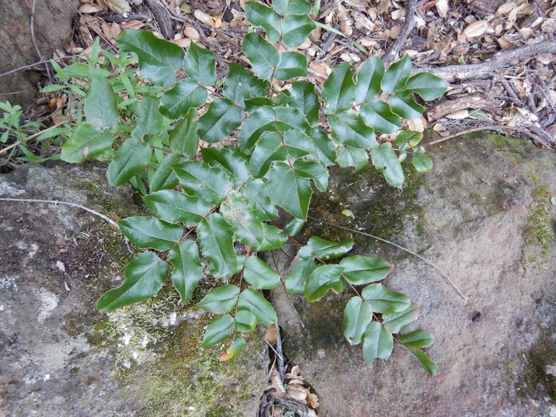 Wavyleaf Barberry photo 6