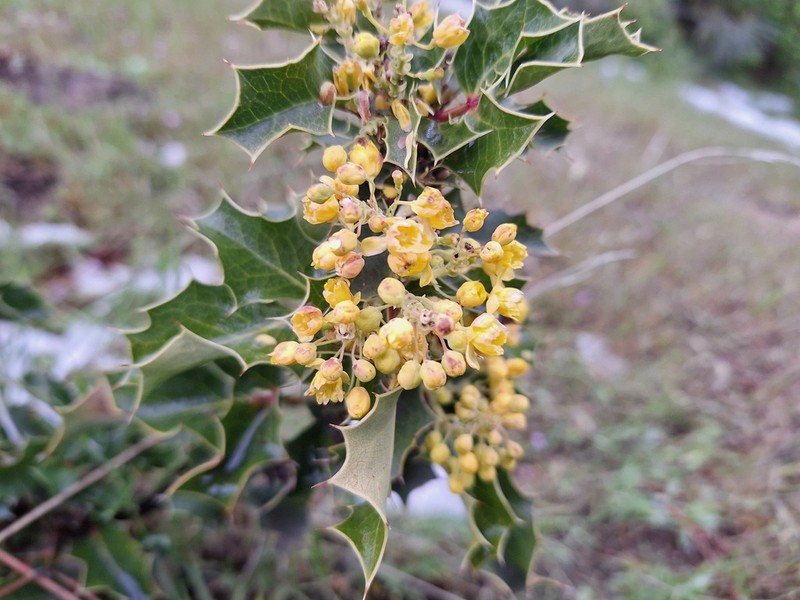 Wavyleaf Barberry photo 7