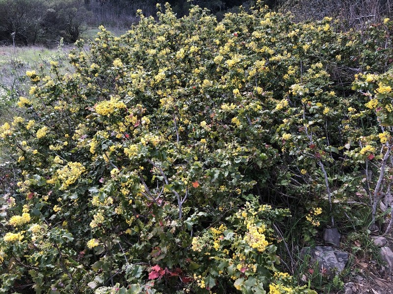 Wavyleaf Barberry photo 8