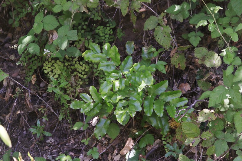 Berberis pinnata subsp. insularis