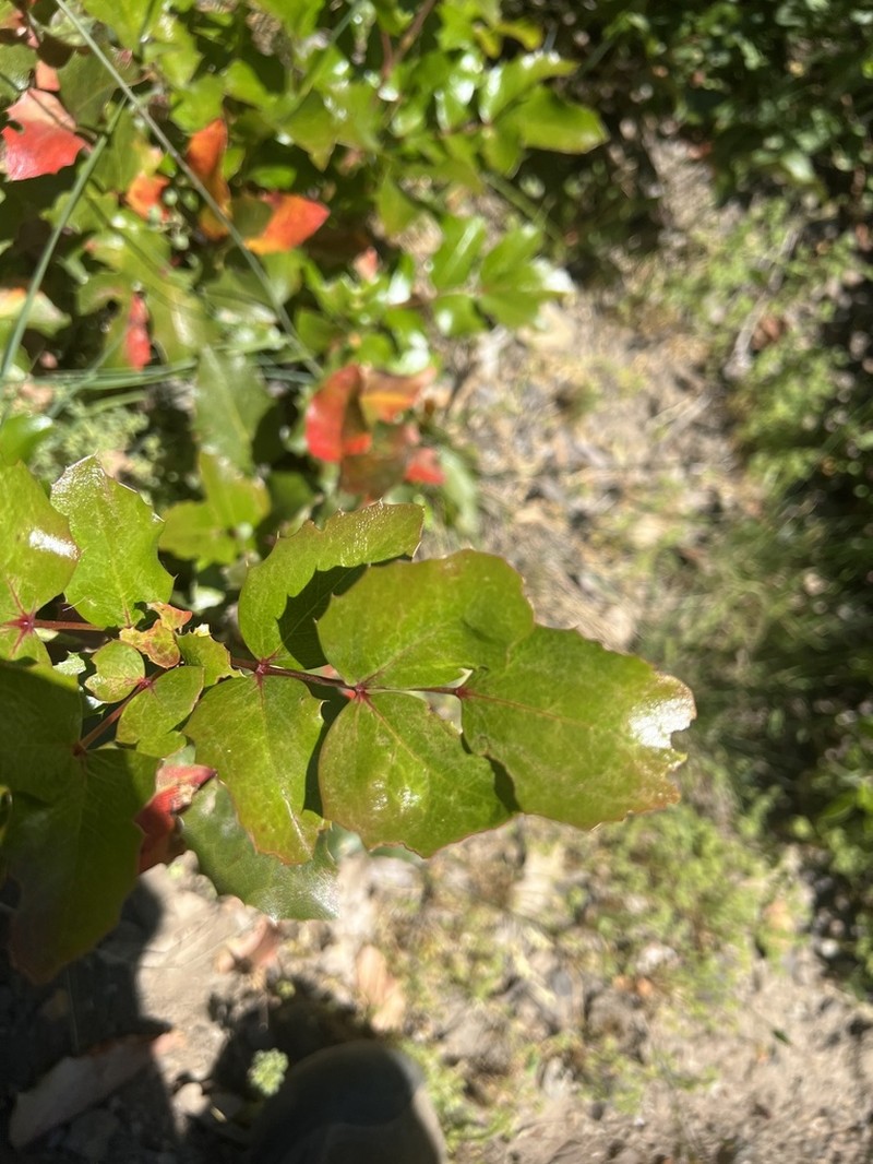 Berberis piperiana