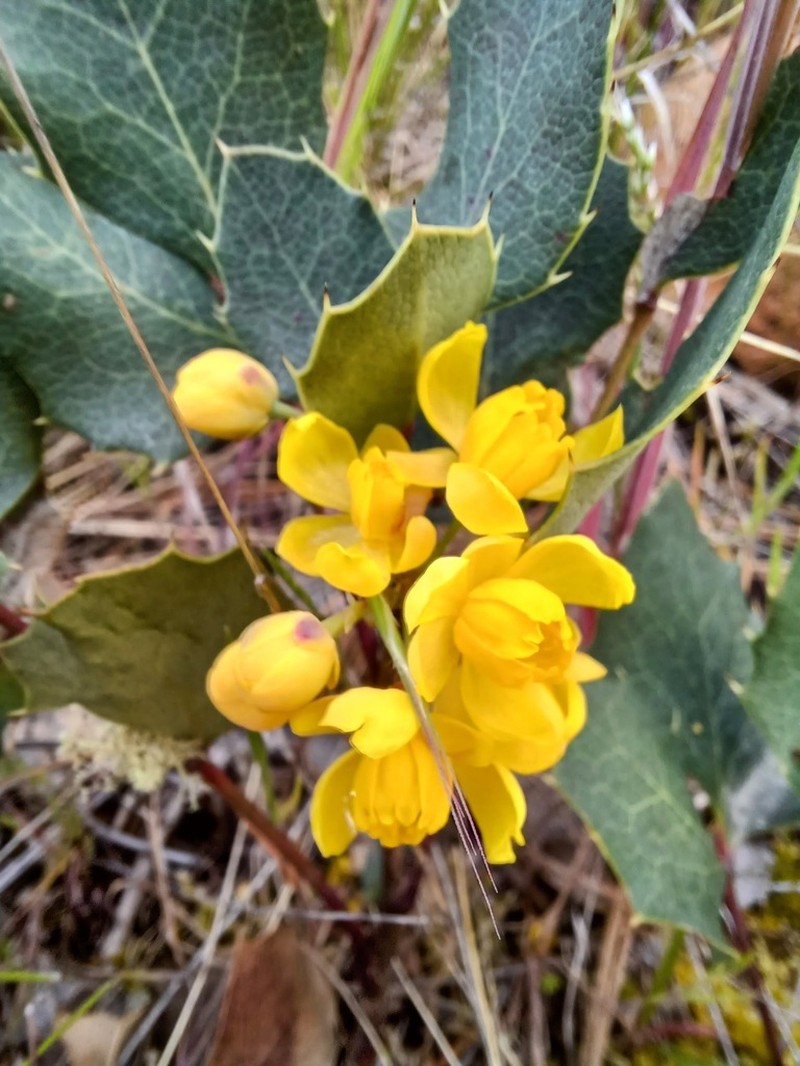 Berberis piperiana photo 2