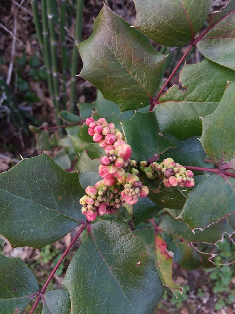 Berberis piperiana photo 3