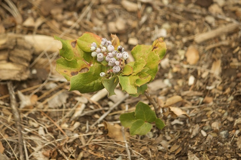 Berberis piperiana photo 5