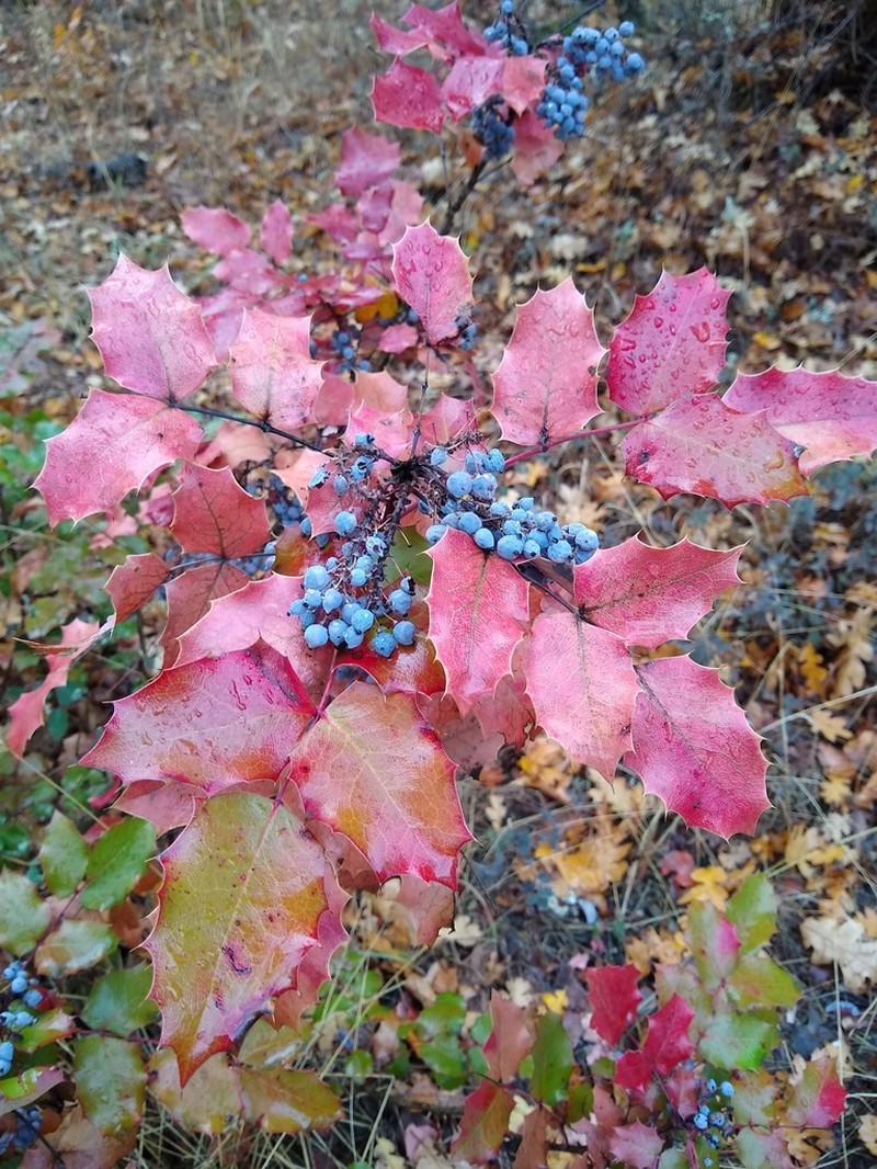 Berberis piperiana photo 6