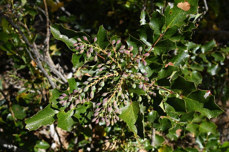 Berberis piperiana photo 7
