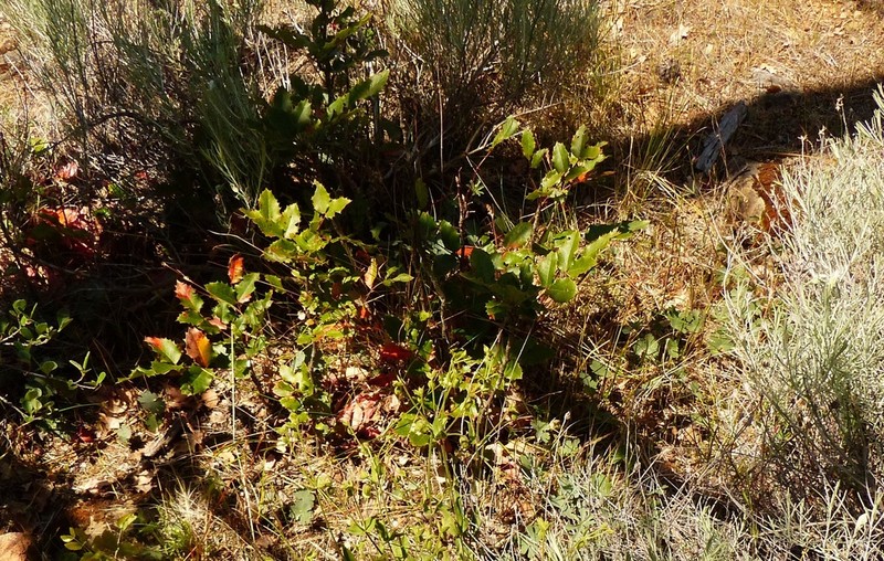 Berberis piperiana photo 8
