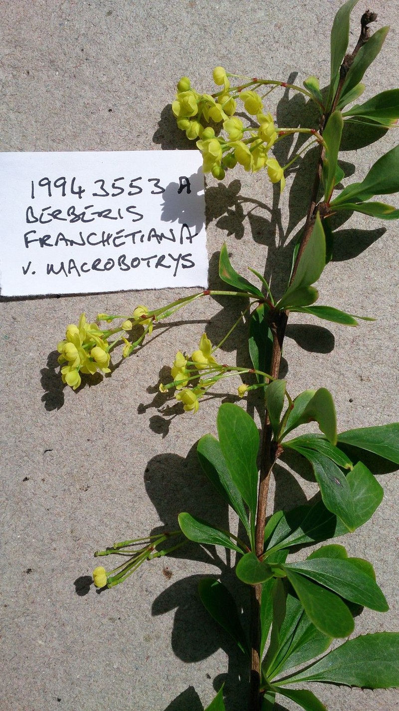 Berberis polybotrys