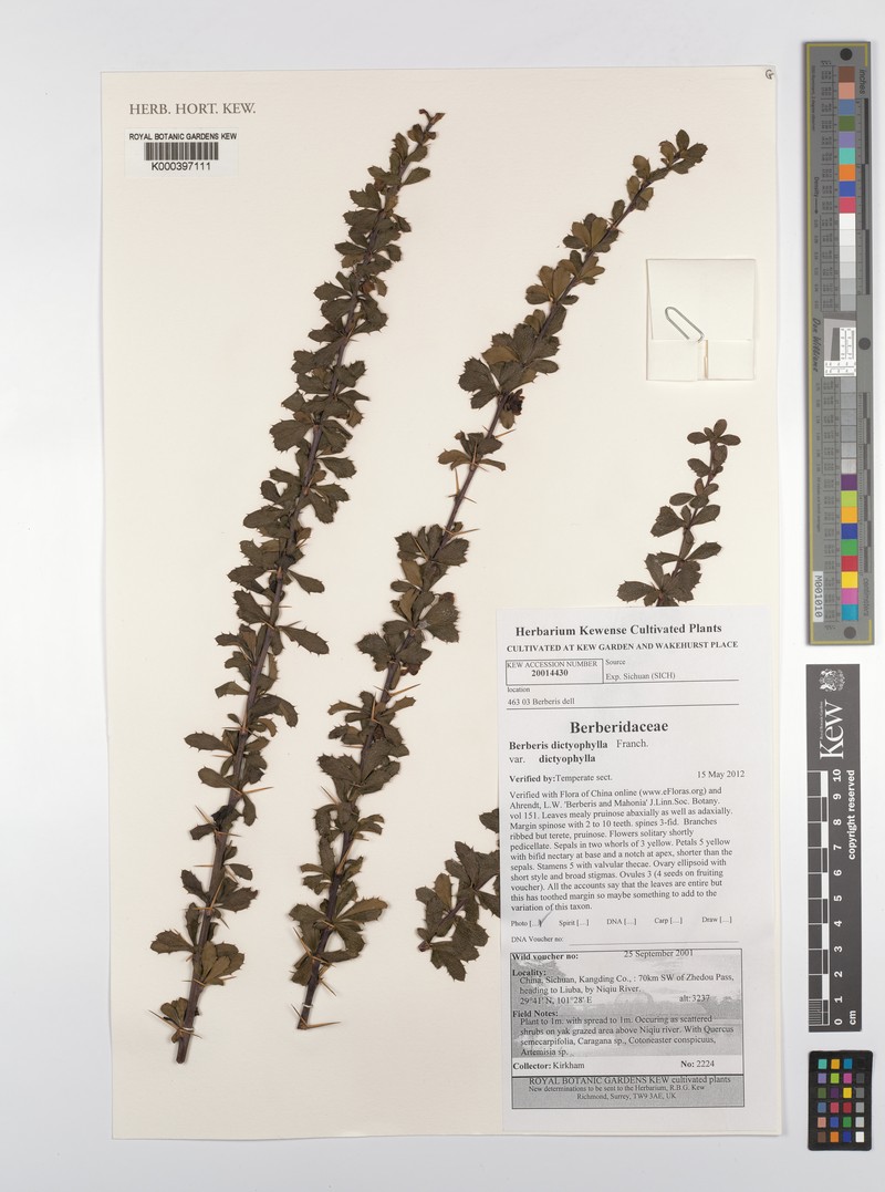 Berberis pruinosifolia