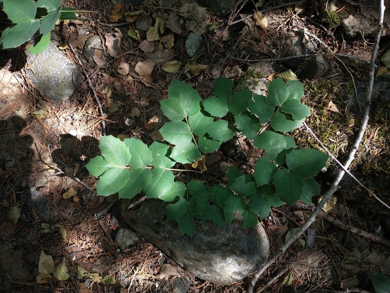 Berberis pumila