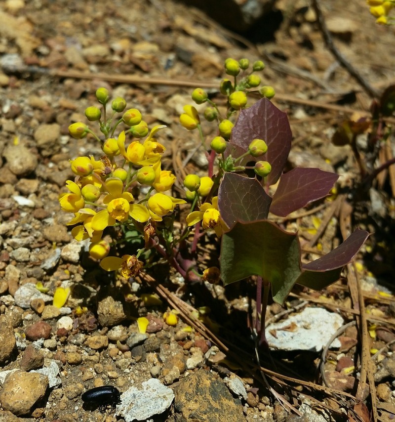 Berberis pumila photo 2