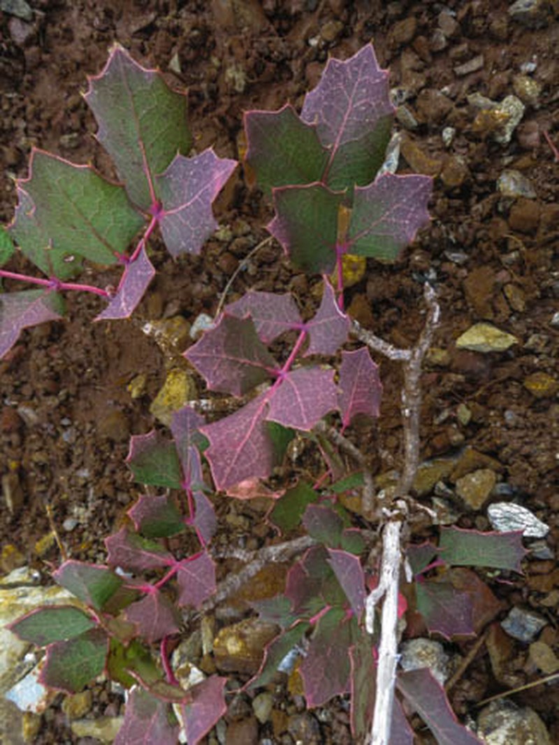 Berberis pumila photo 4