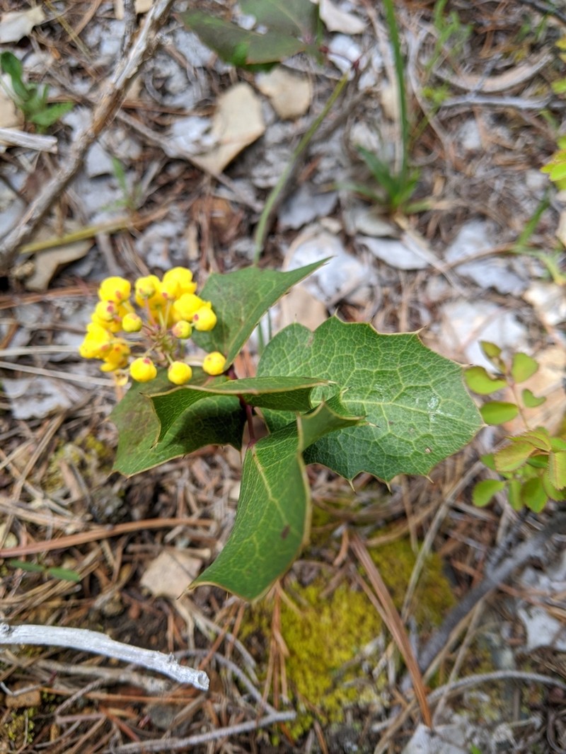 Berberis pumila photo 5