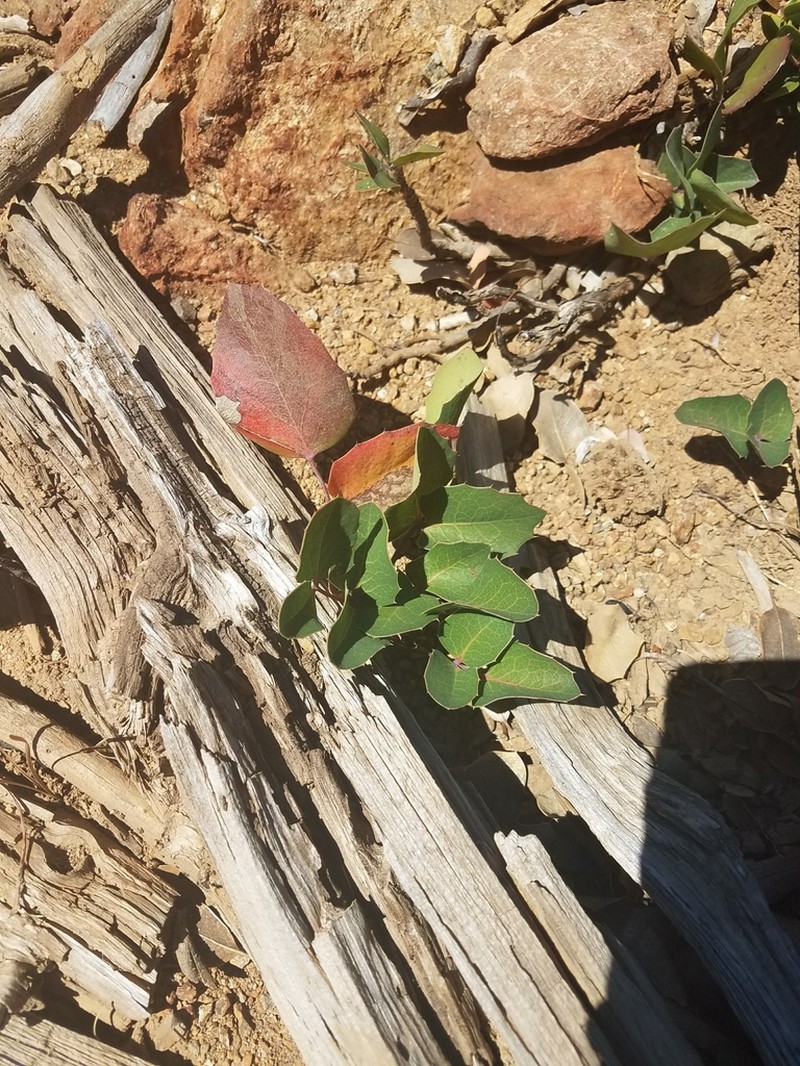 Berberis pumila photo 6