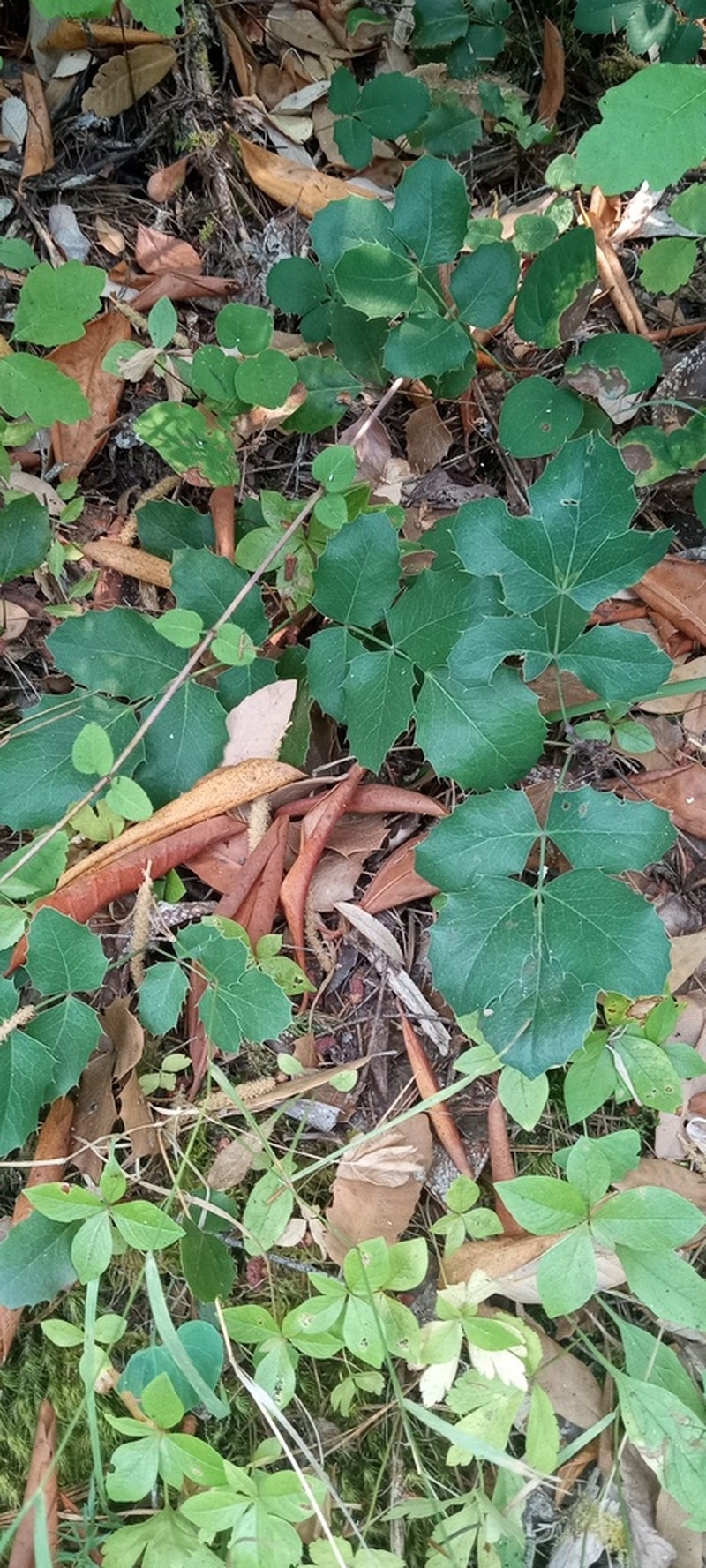Berberis pumila photo 7