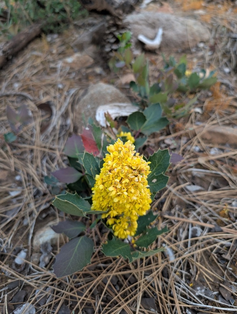 Berberis pumila photo 8