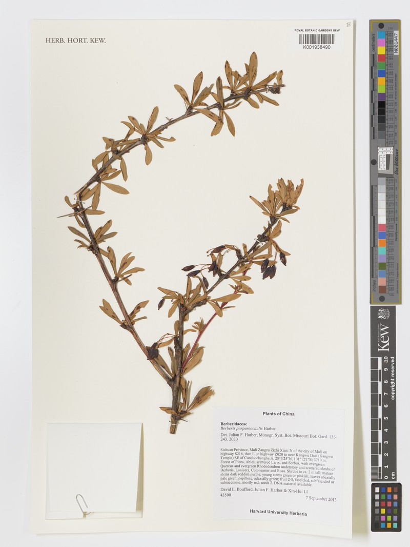 Berberis purpureocaulis