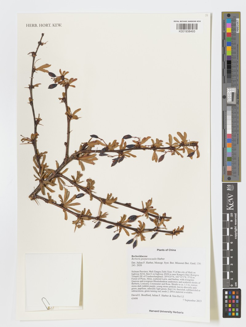 Berberis purpureocaulis photo 2