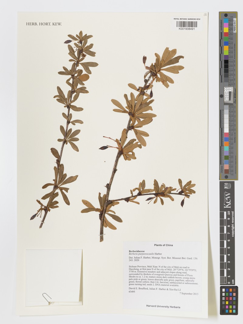 Berberis purpureocaulis photo 3