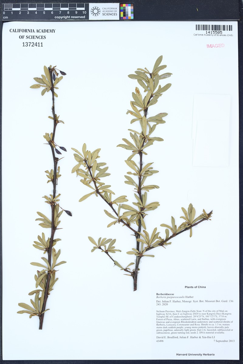 Berberis purpureocaulis photo 4