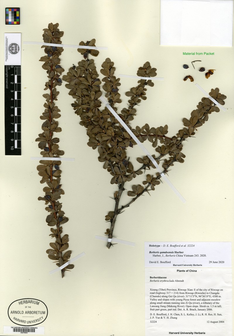 Berberis qamdoensis