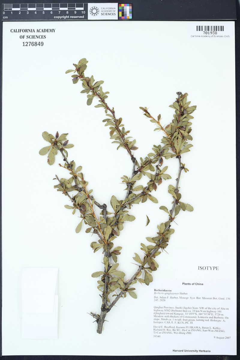 Berberis qinghaiensis