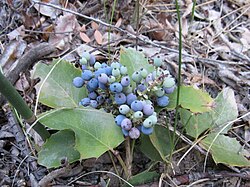 Creeping Barberry