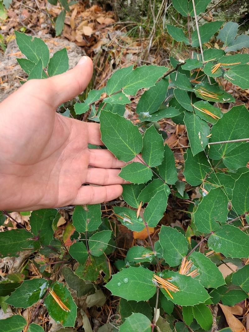 Creeping Barberry photo 6