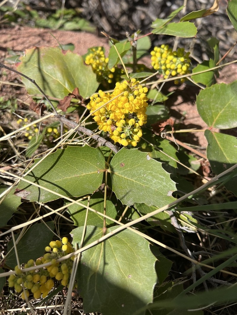 Creeping Barberry photo 7