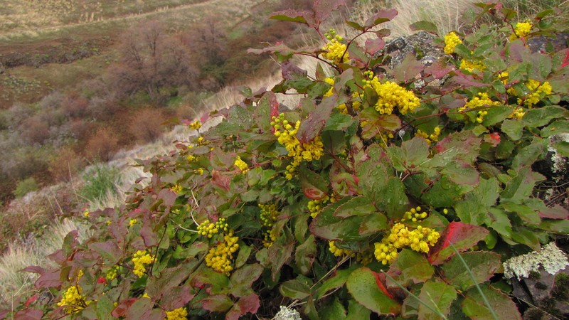 Creeping Barberry photo 8