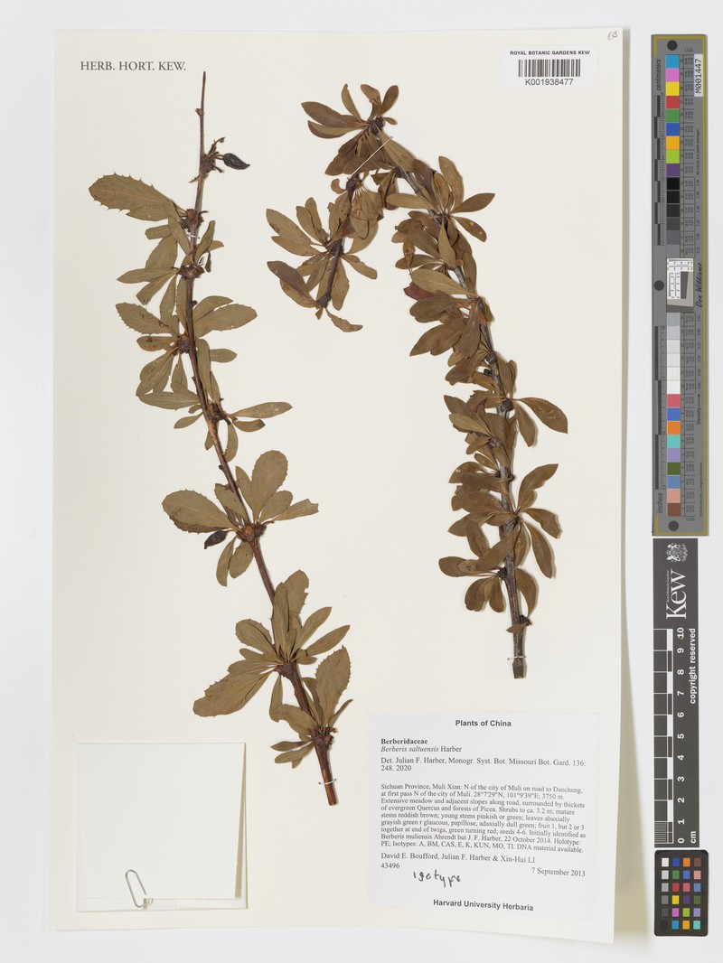 Berberis saltuensis
