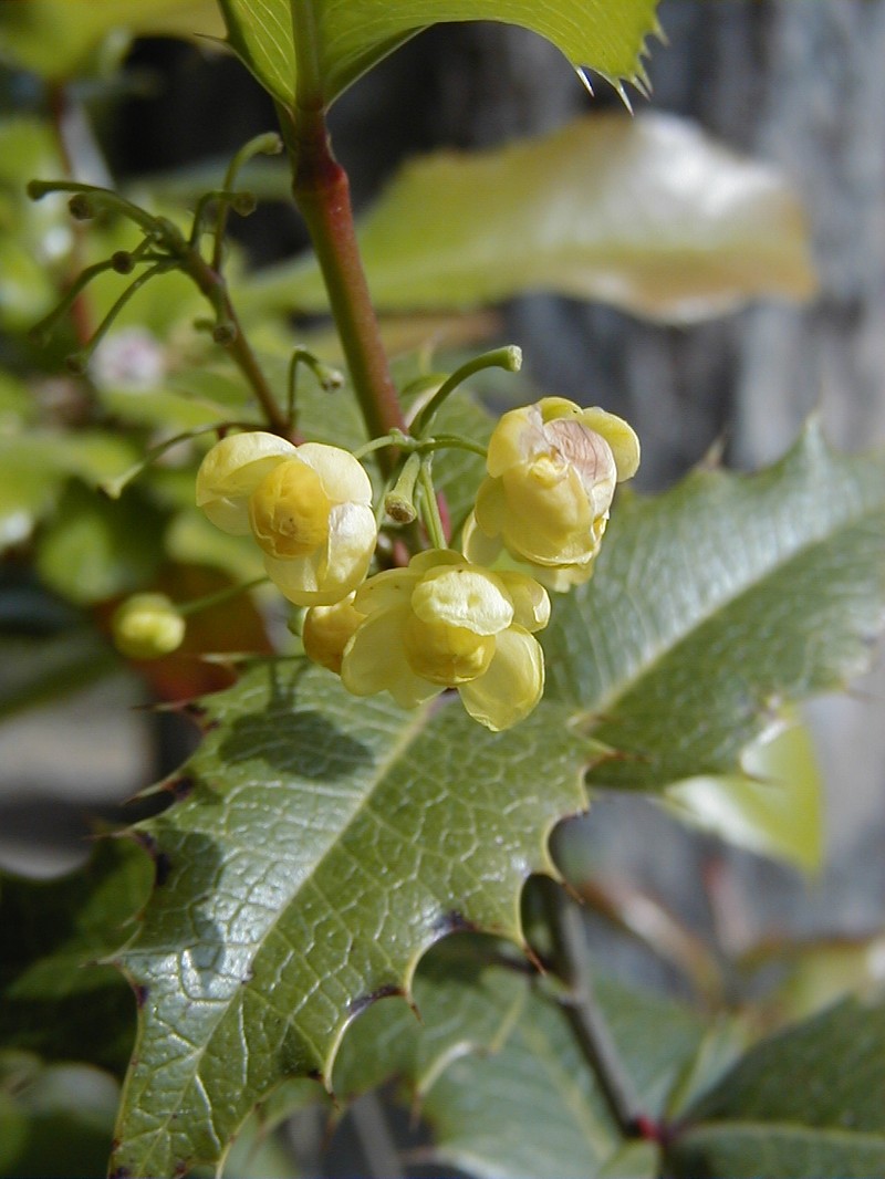 Sargent's Barberry photo 4
