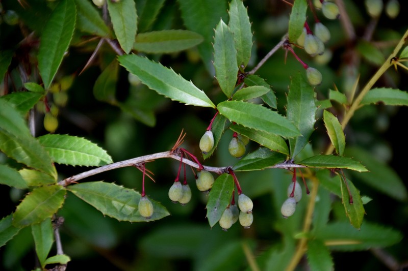 Sargent's Barberry