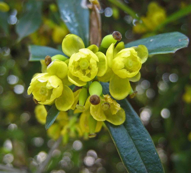 Sargent's Barberry photo 3