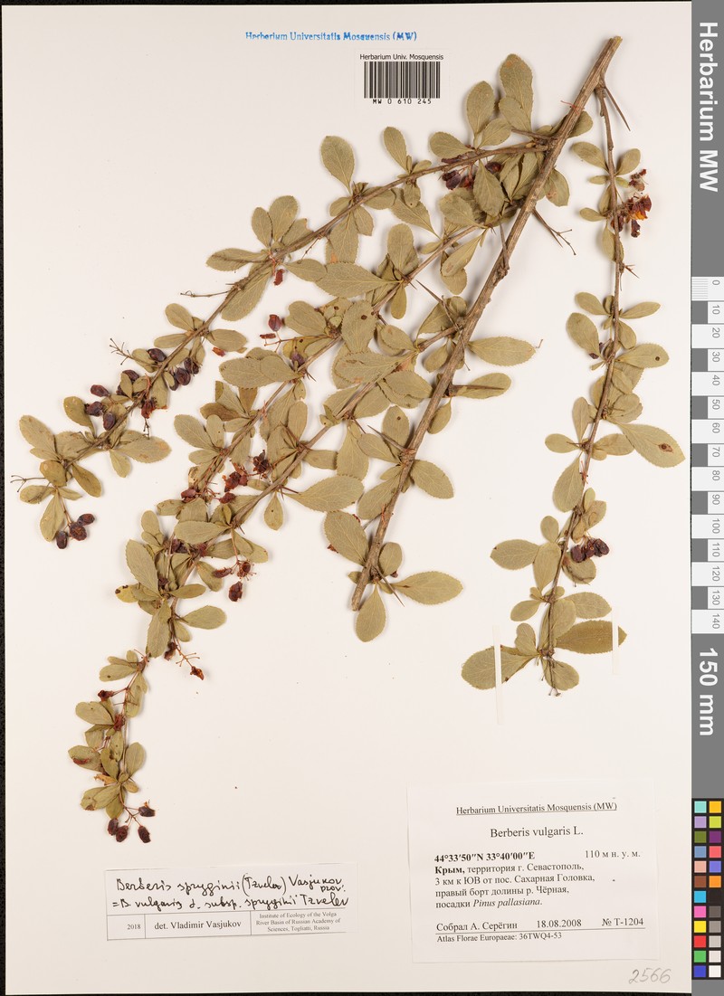 Berberis spryginii